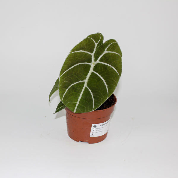 Alocasia Watsoniana Ø10.5cm H15cm