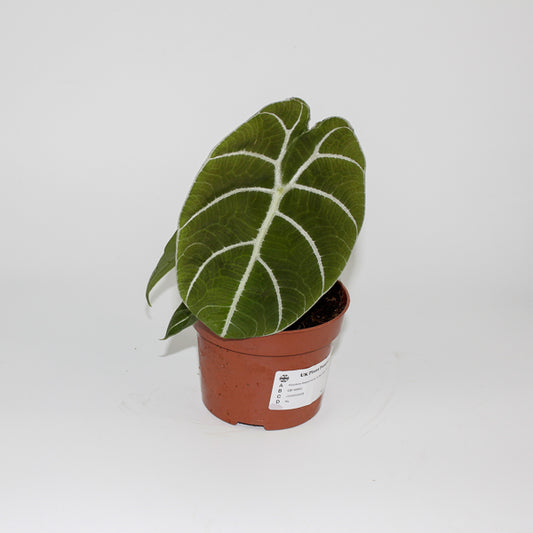 Alocasia Watsoniana Ø10.5cm H15cm