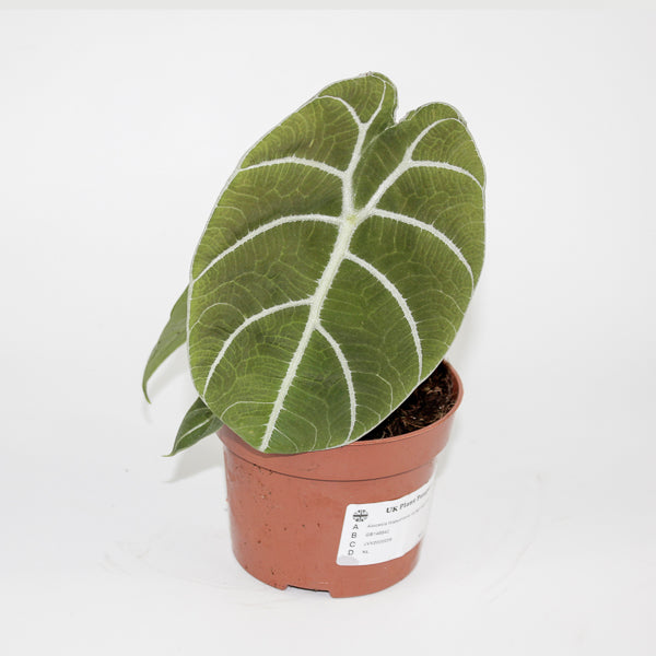 Alocasia Watsoniana Ø10.5cm H15cm
