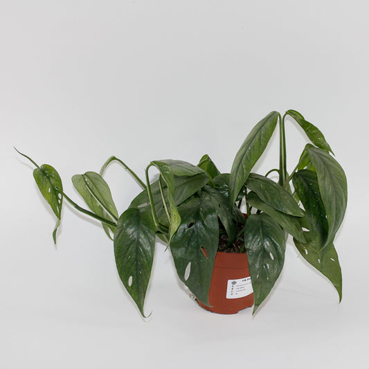 Epipremnum pinnatum 'Cebu Blue' Ø12cm H20cm
