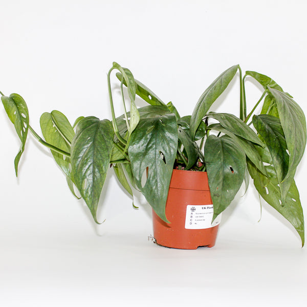 Epipremnum pinnatum 'Cebu Blue' Ø12cm H20cm