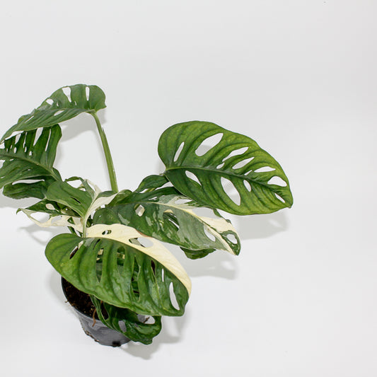 Monstera adansonii 'Japanese Tricolor' Ø14cm H25cm