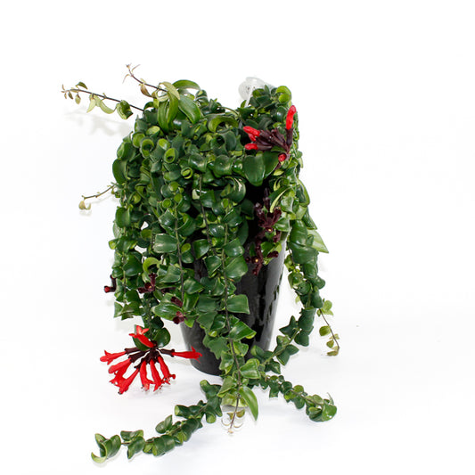 Aeschynanthus 'Rasta' Ø15cm H40cm