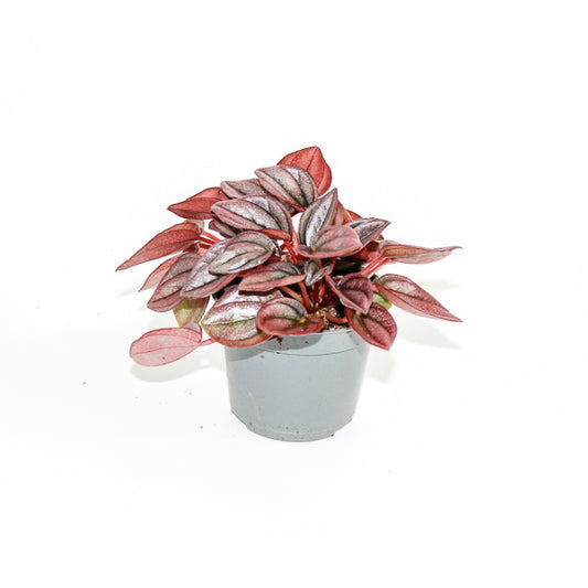 Peperomia caperata 'Cayenne' Ø6cm H12cm