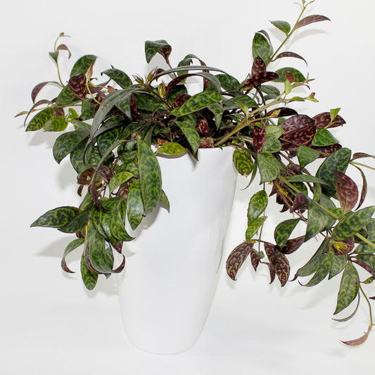 Aeschynanthus marmoratus Ø15cm H30cm