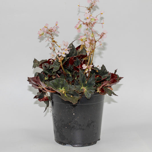 Begonia leaf Black Fang