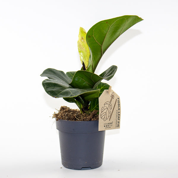 Fiddle Leaf Fig - Ficus Lyrata