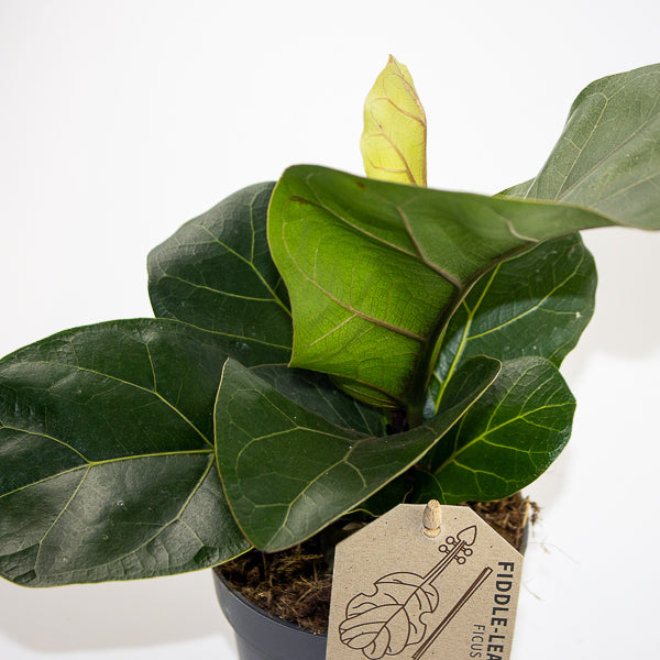 Fiddle Leaf Fig - Ficus Lyrata