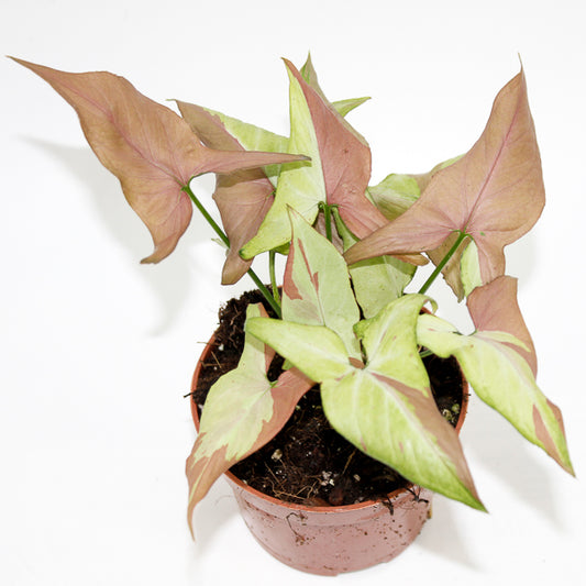 Syngonium Orm Nagpum Variegata
