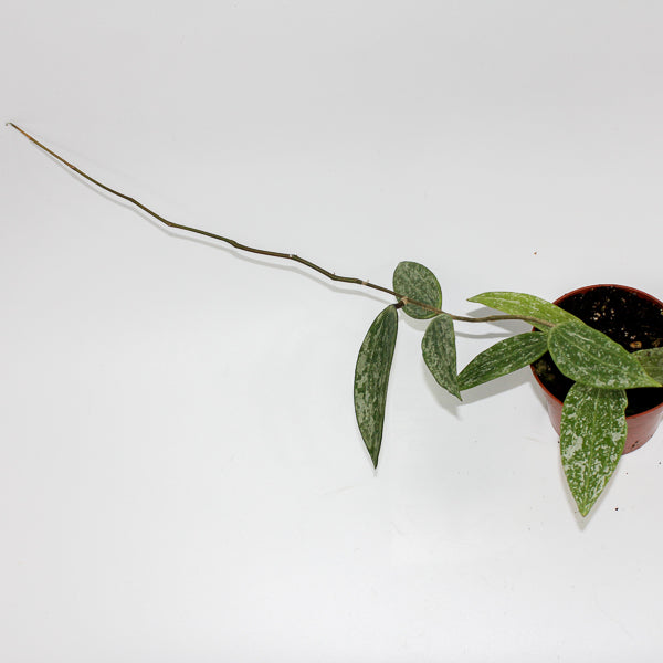 Hoya Rangsang  Ø10.5cm H15cm