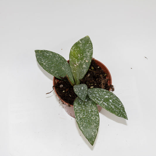 Hoya Rundumensis Splash