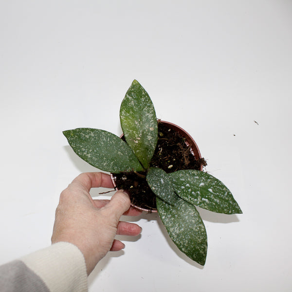 Hoya Rundumensis Splash Ø 10.5cm H15cm