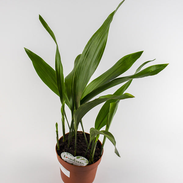 Aspidistra Elatior 14 Ø Pot Aprox. 50cm Tall
