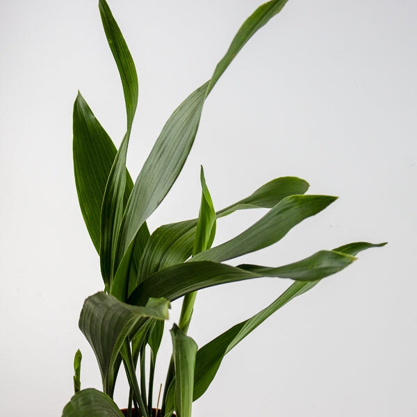 Aspidistra Elatior 14 Ø Pot Aprox. 50cm Tall
