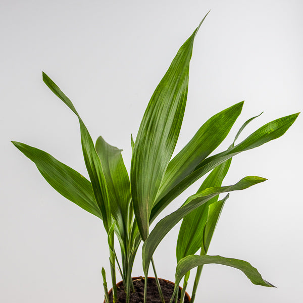 Aspidistra Elatior 14 Ø Pot Aprox. 50cm Tall