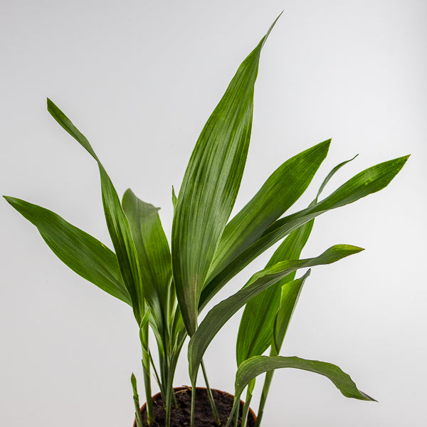Aspidistra Elatior 14 Ø Pot Aprox. 50cm Tall