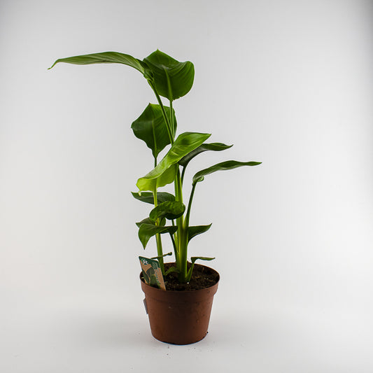Bird of Paradise - Strelitzia Nicolai 15 Ø Pot Aprox. 50cm Tall