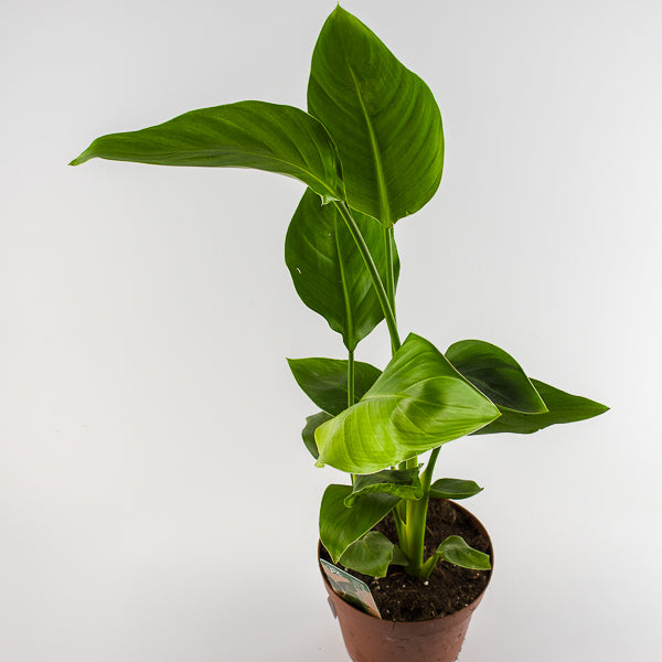 Bird of Paradise - Strelitzia Nicolai 15 Ø Pot Aprox. 50cm Tall