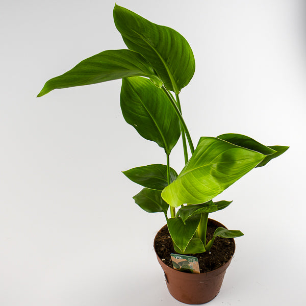Bird of Paradise - Strelitzia Nicolai 15 Ø Pot Aprox. 50cm Tall