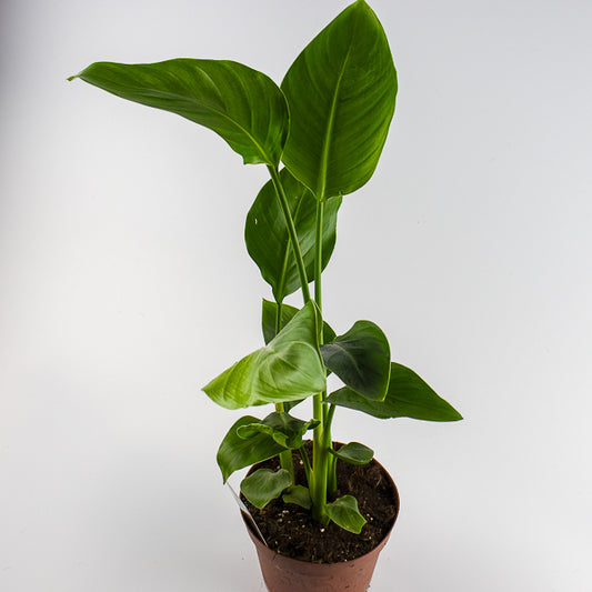 Strelitzia nicolai 17cm H65cm