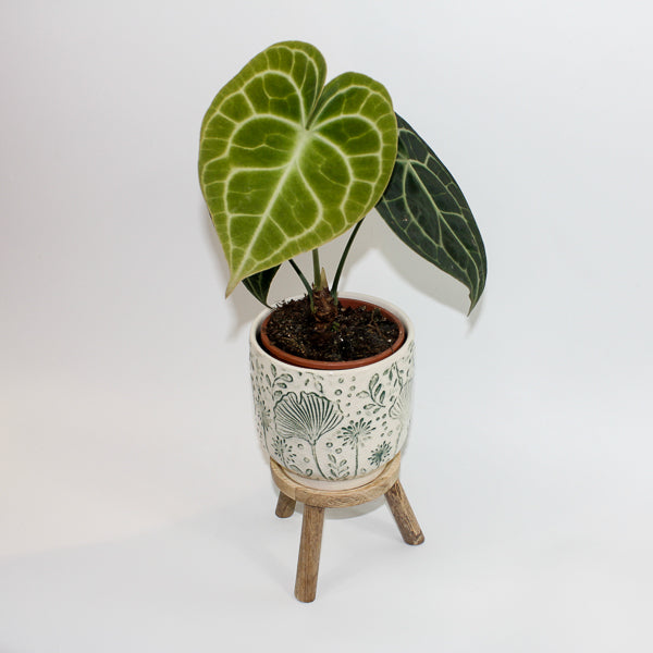 Anthurium Clarinervium  Ø12cm H35cm