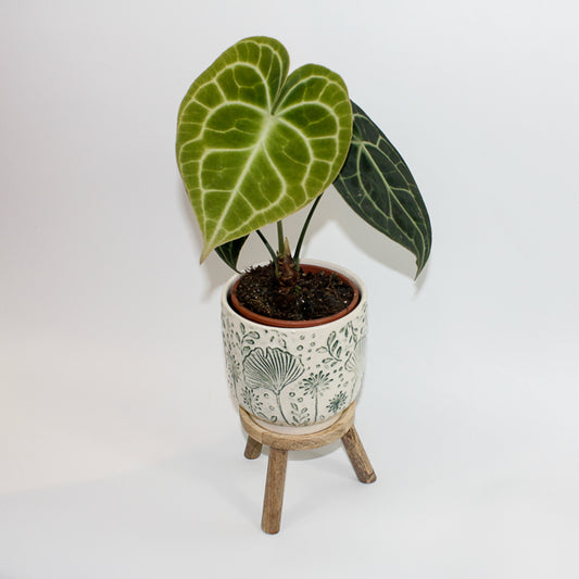 Anthurium Clarinervium  Ø12cm H35cm