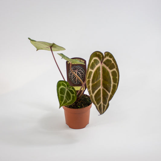 Anthurium Docblock Michelle Ø9cm H15cm