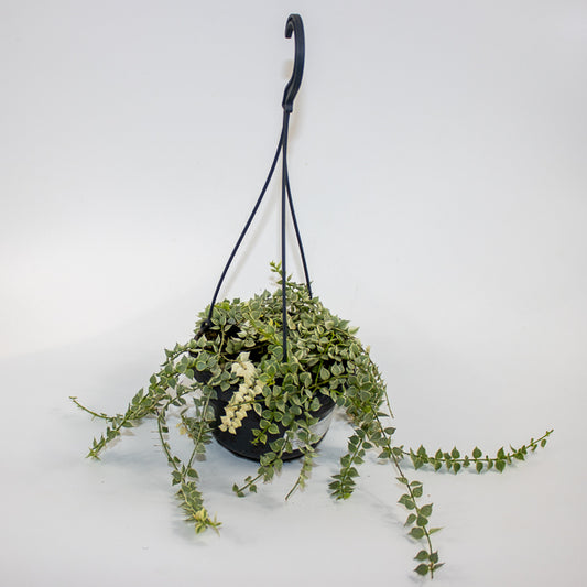 Dischidia ruscifolia 'Variegata' Ø14cm H25cm