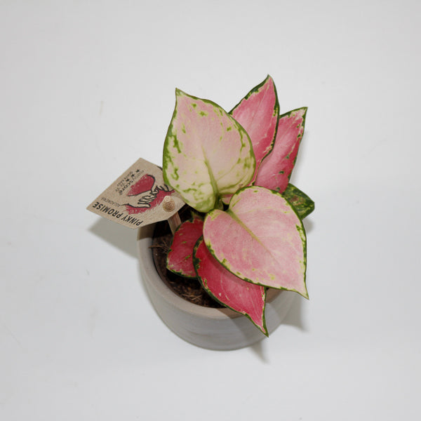 Aglaonema 'Pinky Promise'
