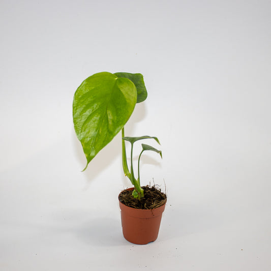 Monstera deliciosa 'Sierrana' Ø7cm H10cm