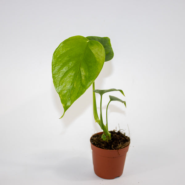 Monstera deliciosa 'Sierrana' Ø7cm H10cm