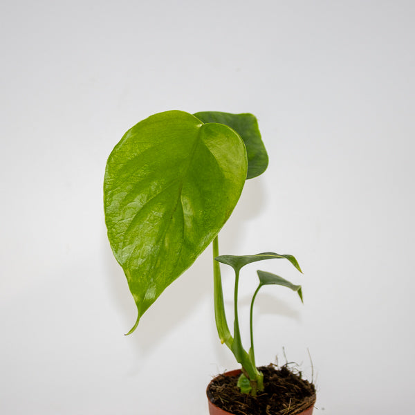 Monstera deliciosa 'Sierrana' Ø7cm H10cm
