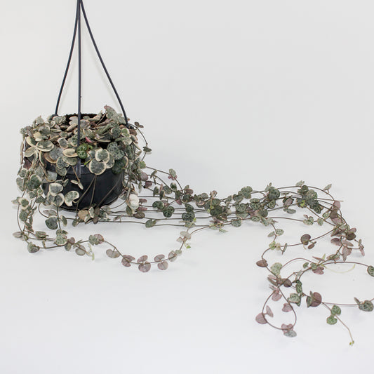 Ceropegia woodii variegata Ø14cm H38cm