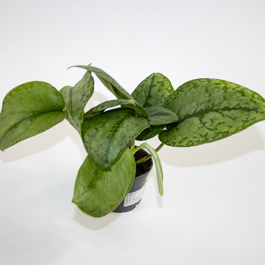 Scindapsus 'Silver Cloud' Ø9cm H15cm