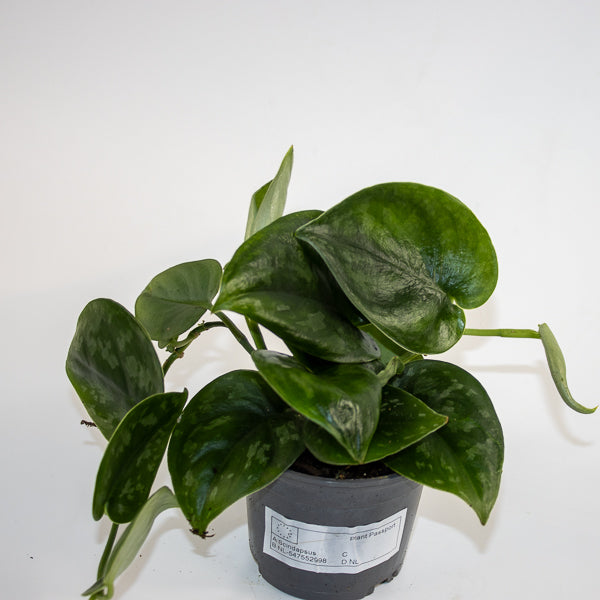 Scindapsus 'Silver Platinum' Ø9cm H15cm