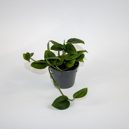 Scindapsus 'Wallet Sakti' Ø9cm H10cm