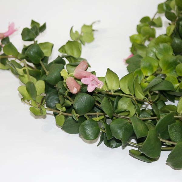 Aeschynanthus Pink Polka Ø15cm H45cm