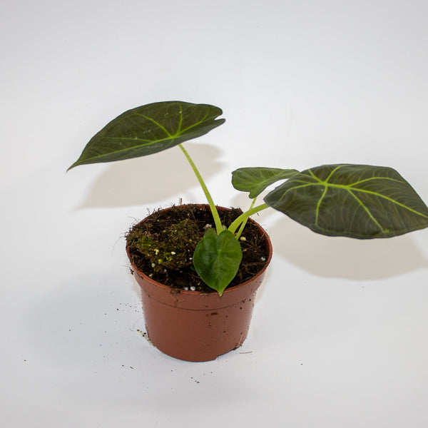 Alocasia 'Watsoniana Red Vein' Ø10.5cm H15cm