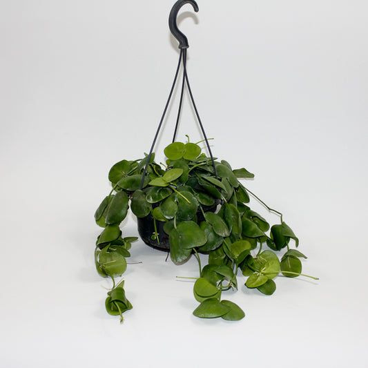 Dischidia platyphylla Ø14cm H30cm
