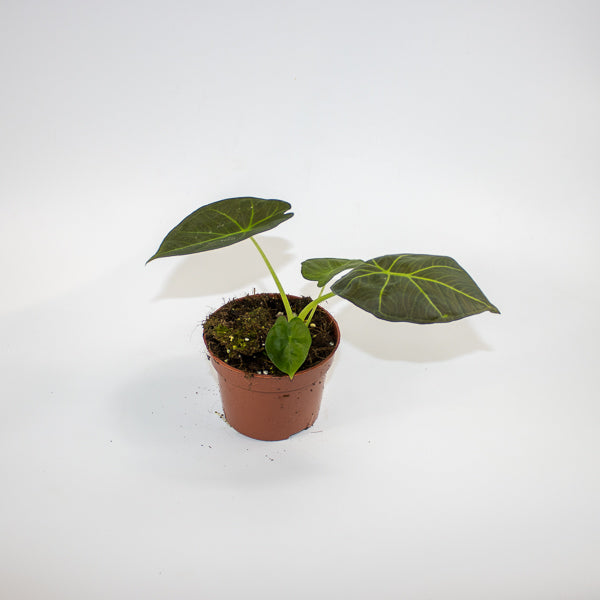 Alocasia 'Watsoniana Red Vein' Ø10.5cm H15cm