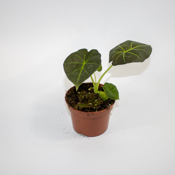Alocasia 'Watsoniana Red Vein' Ø10.5cm H15cm