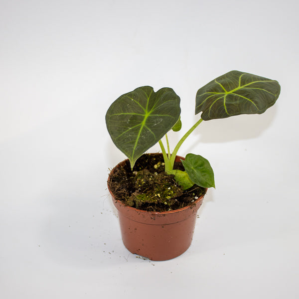 Alocasia 'Watsoniana Red Vein' Ø10.5cm H15cm
