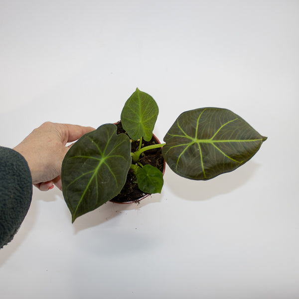 Alocasia 'Watsoniana Red Vein' Ø10.5cm H15cm