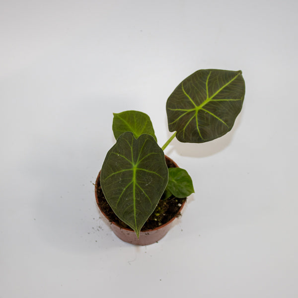 Alocasia 'Watsoniana Red Vein' Ø10.5cm H15cm