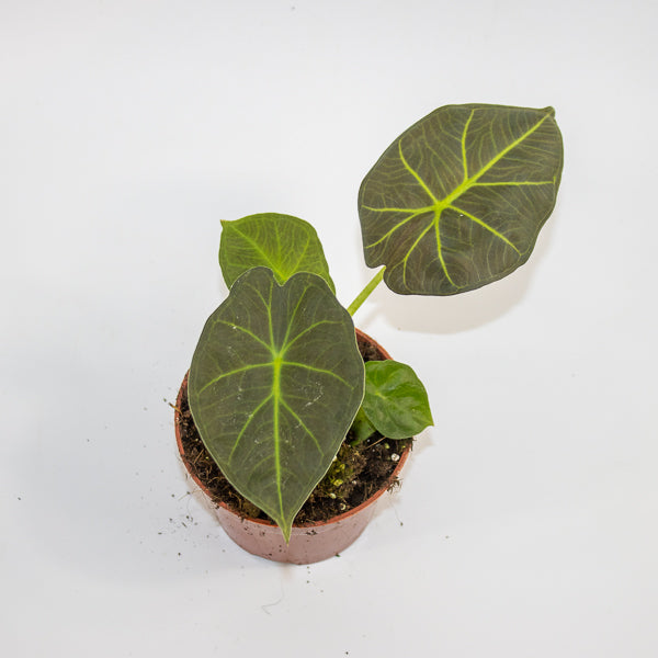 Alocasia 'Watsoniana Red Vein' Ø10.5cm H15cm