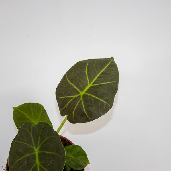Alocasia 'Watsoniana Red Vein' Ø10.5cm H15cm