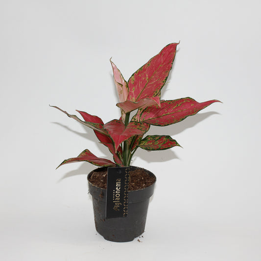 Aglaonema Cherry Baby Ø12cm H30cm