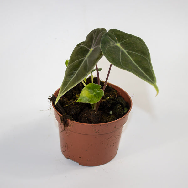 Alocasia 'Regal Shields' Ø10.5cm H20cm