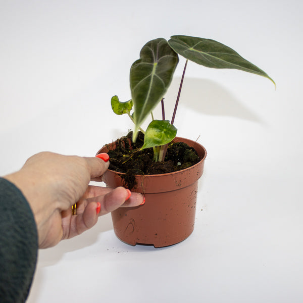 Alocasia 'Regal Shields' Ø10.5cm H20cm
