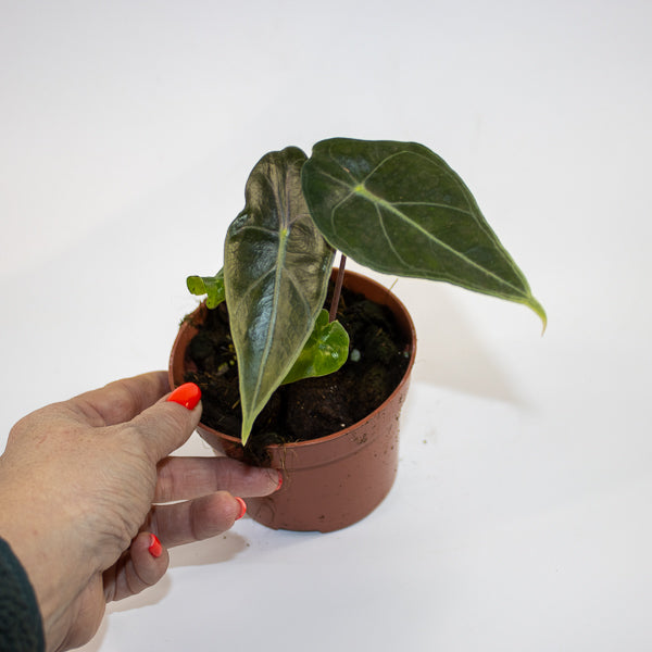 Alocasia 'Regal Shields' Ø10.5cm H20cm